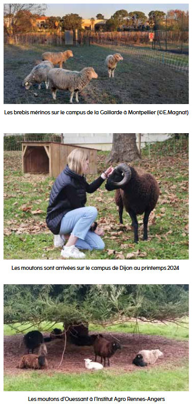 ecopatrurage sur les campus de l'Institut Agro