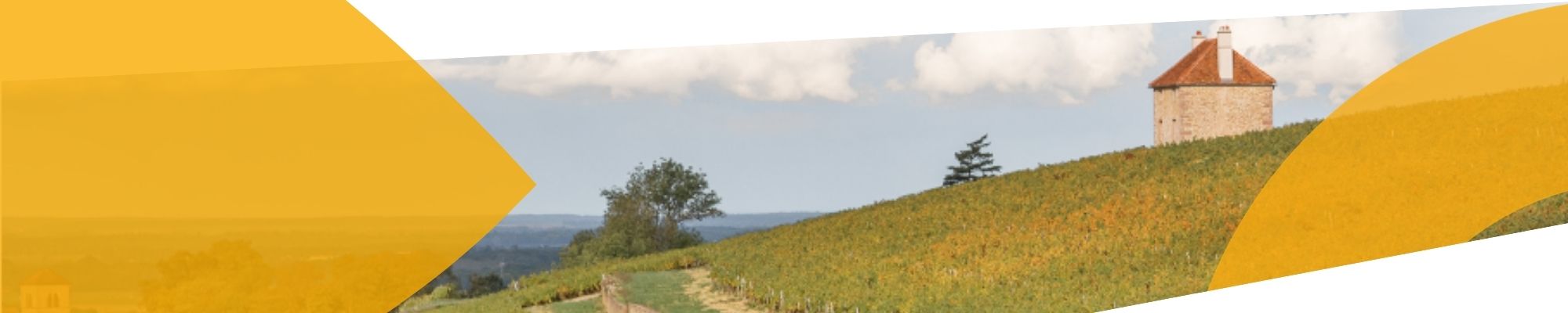 Vignes