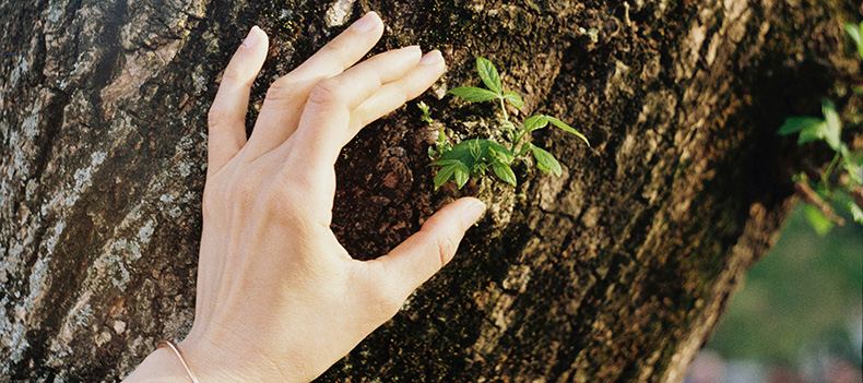 main encerclant une jeune pousse sur une écore d'arbre - Ana-Maria Berbec on unsplash.com