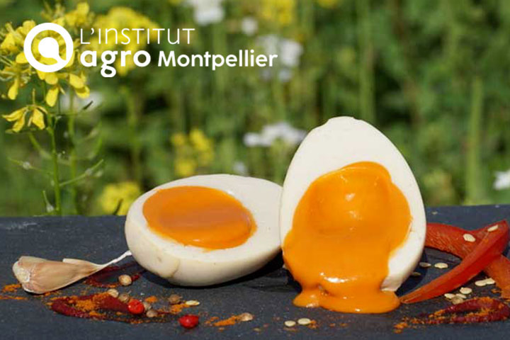 Le Mollet, l'œuf mollet 100 % végétal