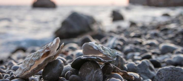 coquillages ©Cvets@Pixabay