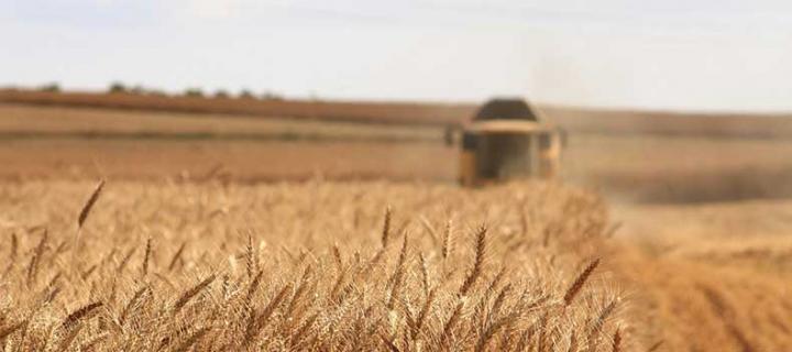 Tracteur agricole dans un champ de blé